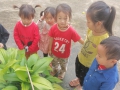 Hoạt động chơi ngoài trời của các bé lớp ghép Xuân Đường